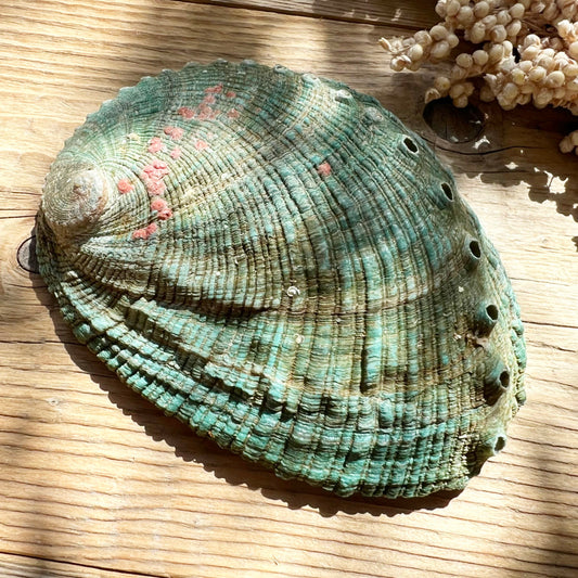 Muschel Schale (Abalone) - DIY SPIRIT #