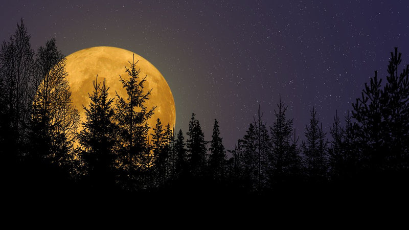 Vollmond in der Jungfrau: Klarheit und Würdigung