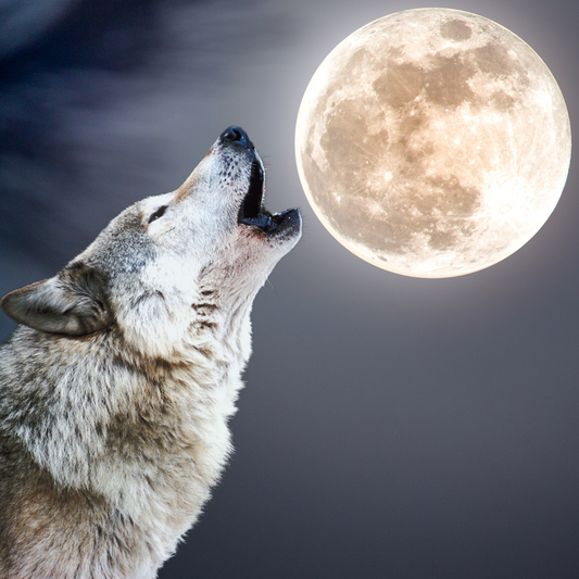 Wolfsmond - der Vollmond im Januar