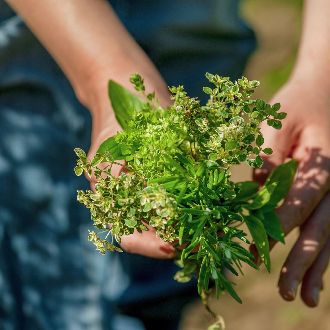 Kräuterweihe: Ritual für die Fülle des Sommers