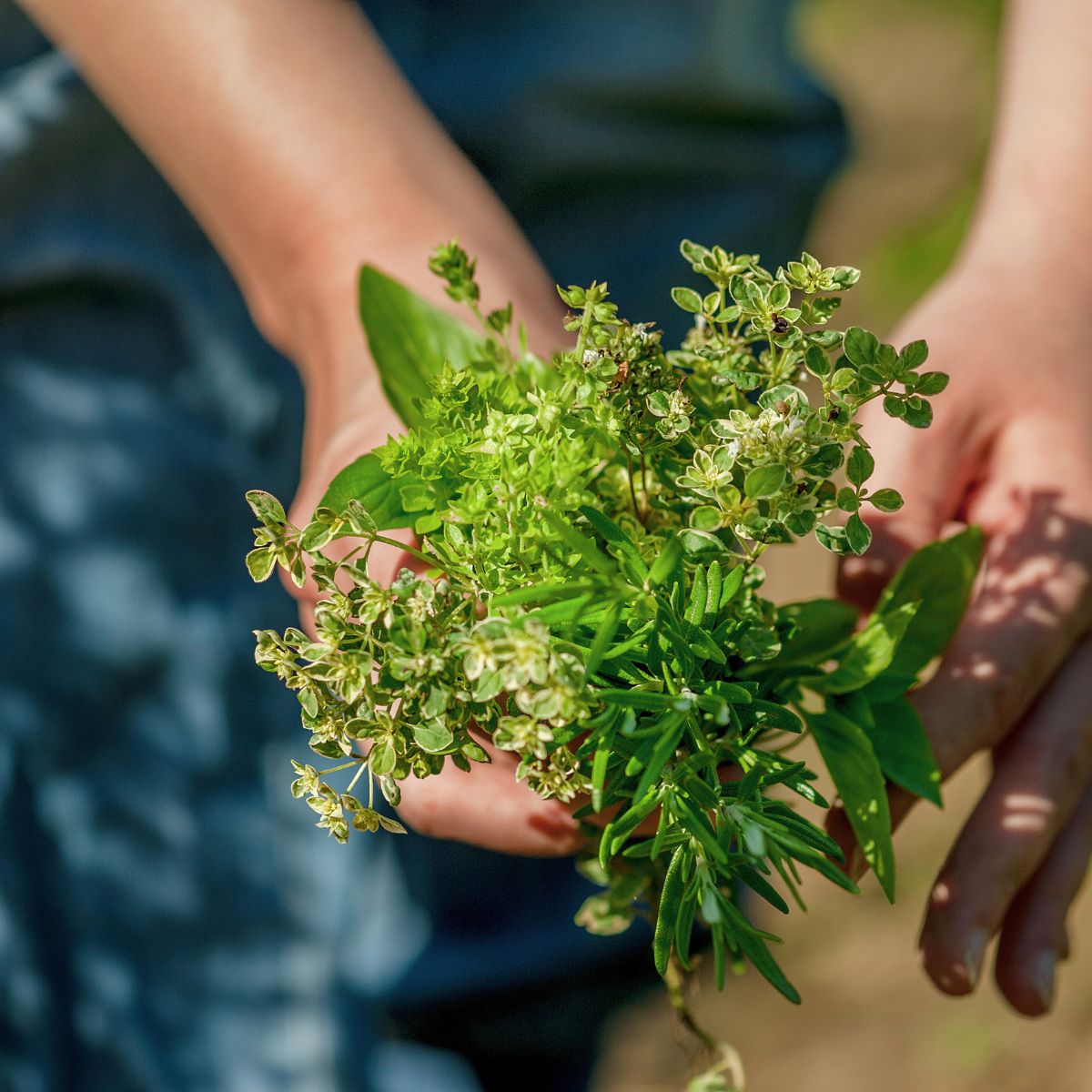 Kräuterweihe: Ritual für die Fülle des Sommers