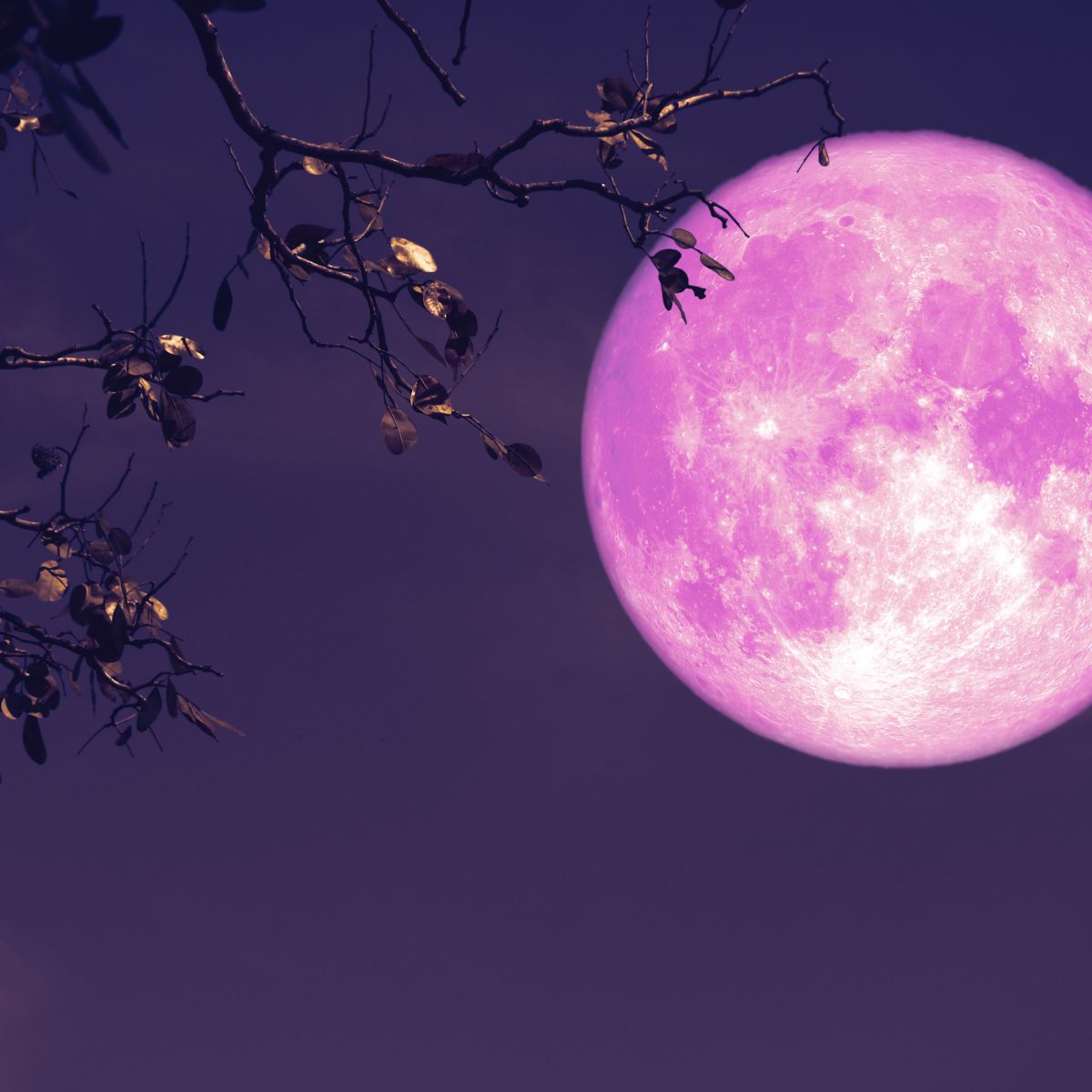Pink Moon - der Vollmond im April
