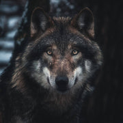 Wolfsmond - der Vollmond im Januar - DIY SPIRIT