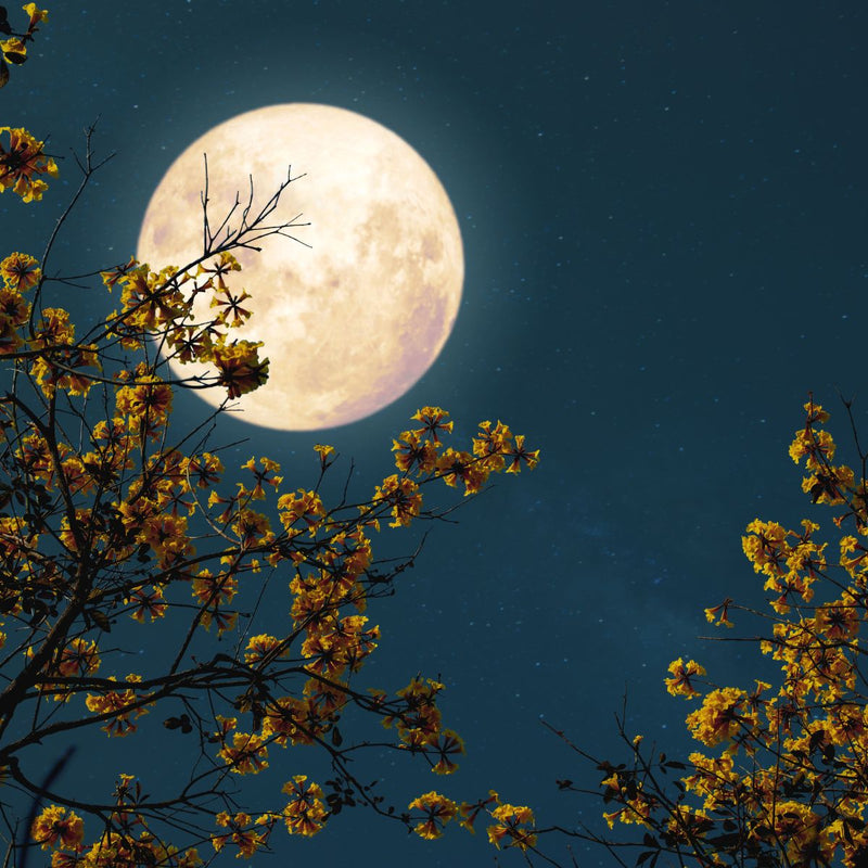 Lenzmond - der Vollmond im März - DIY SPIRIT