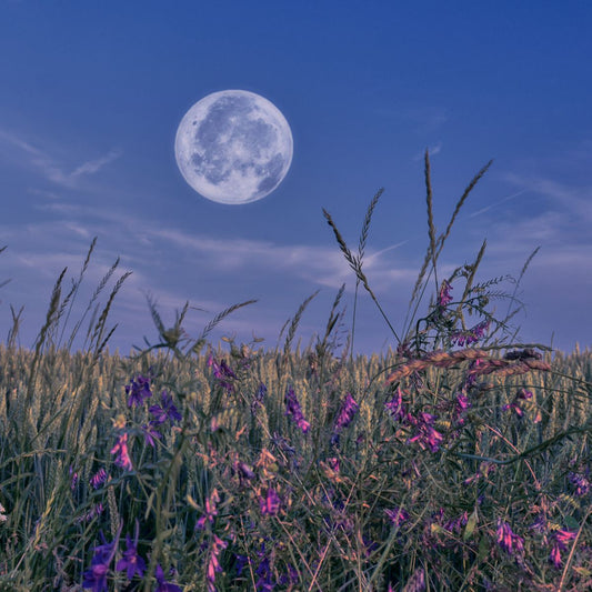 Vollmond über Kornfeld mit rot und lila blühenden Blumen im Vordergrund