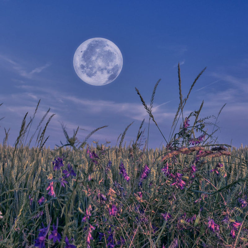 Vollmond über Kornfeld mit rot und lila blühenden Blumen im Vordergrund