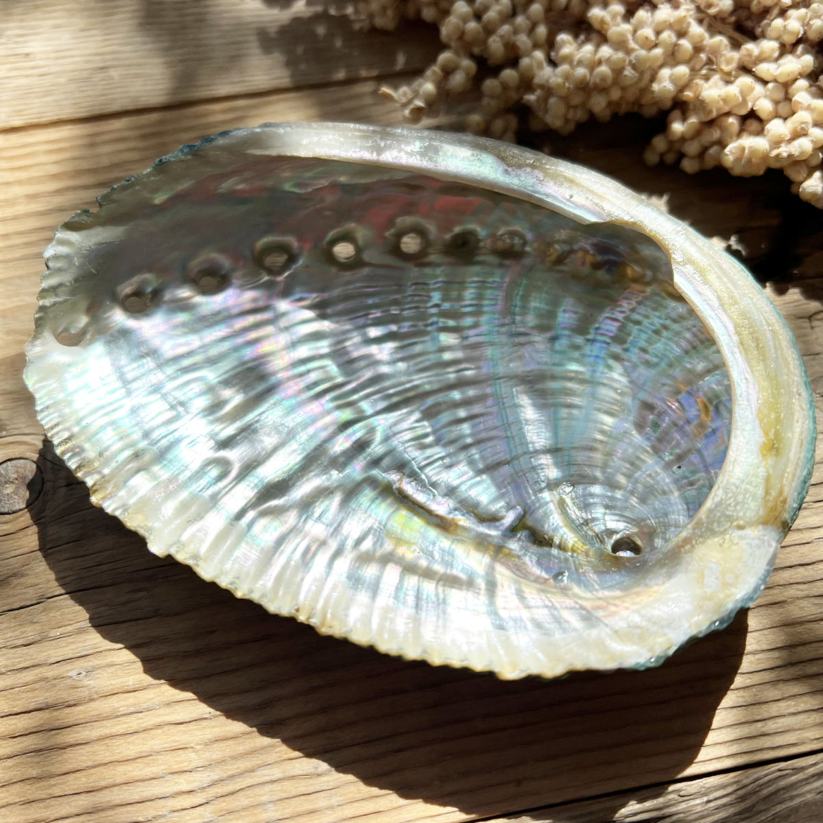 Muschel Schale (Abalone) - DIY SPIRIT #