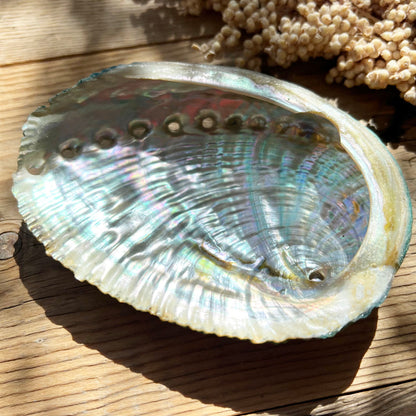 Muschel Schale (Abalone) - DIY SPIRIT #