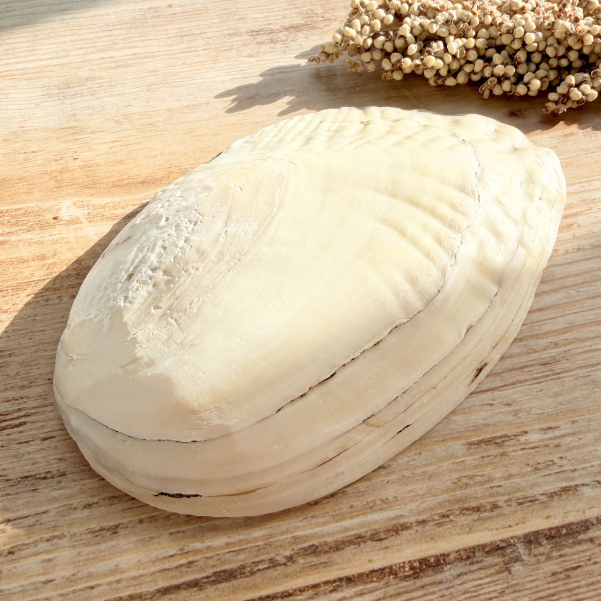 Perlmutt Muschelschale