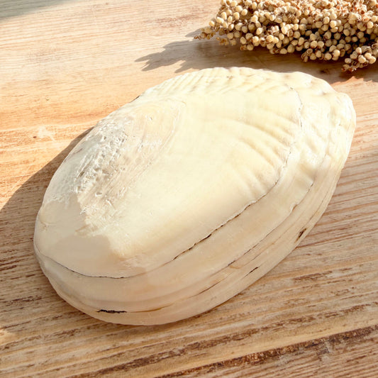 Perlmutt Muschelschale