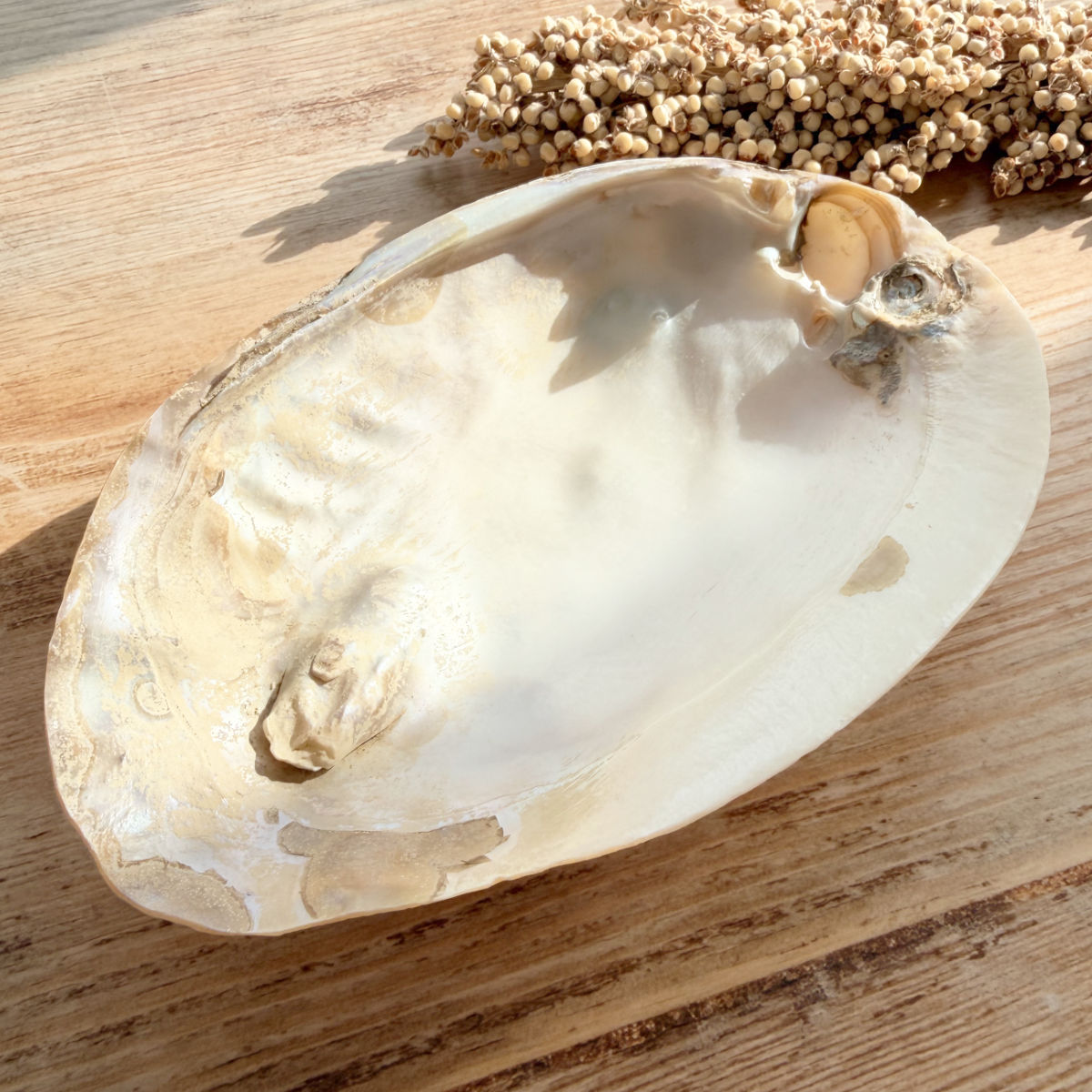 Perlmutt Muschelschale