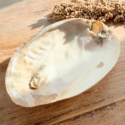 Perlmutt Muschelschale