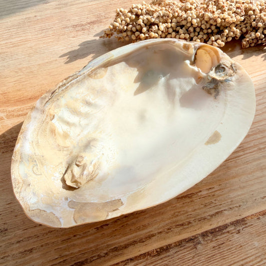 Perlmutt Muschelschale