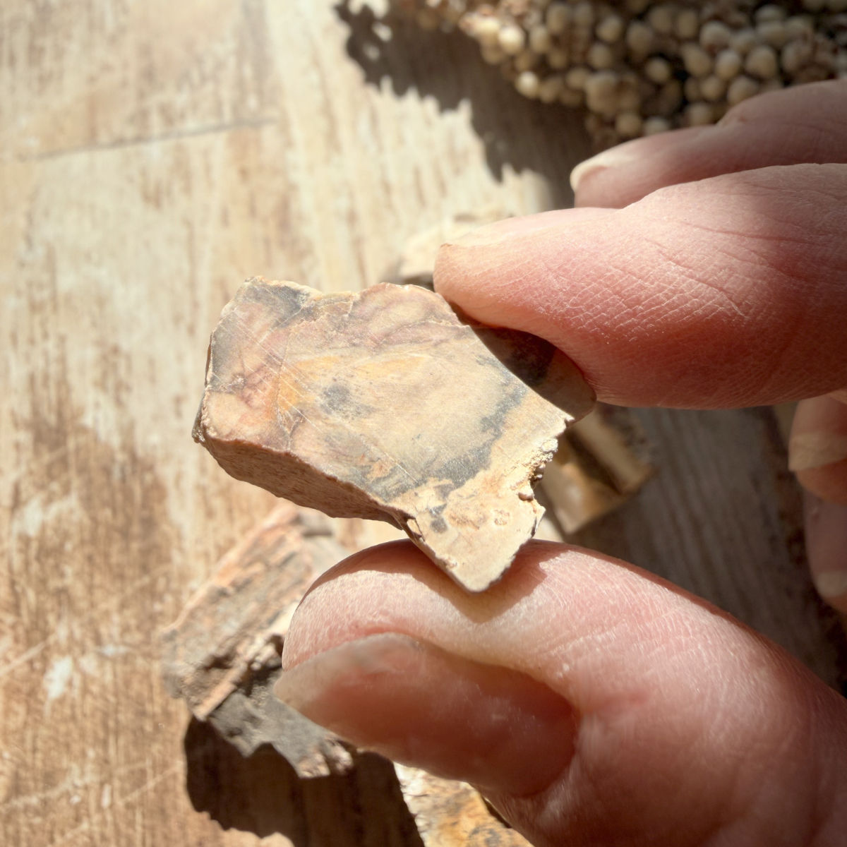 Versteinertes Holz Rohstein